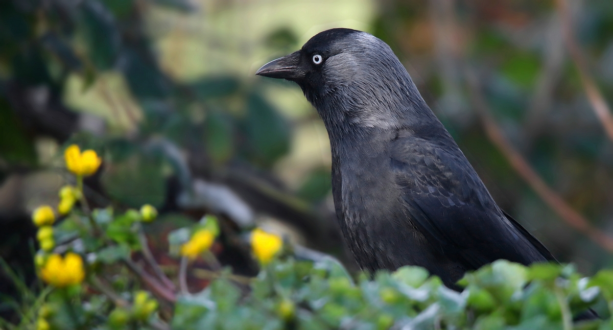 The Living Forest (563) : Jackdaw 