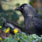 The Living Forest (563) : Jackdaw 