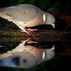 The Living Forest (564) : Wood Pigeon 