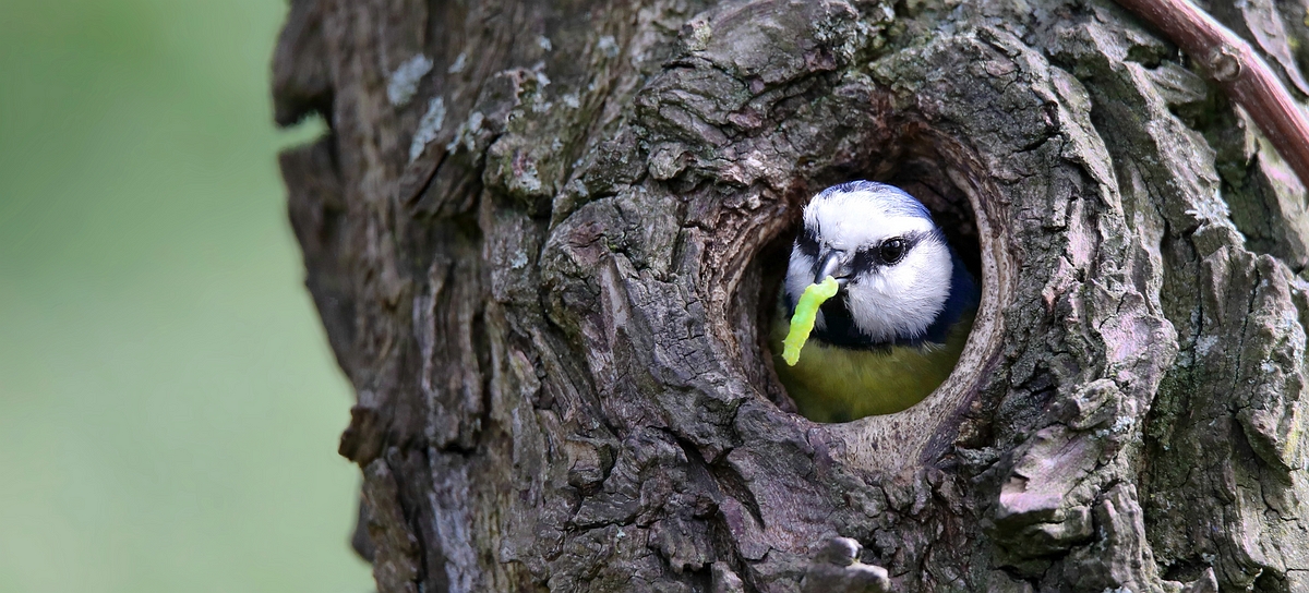 The Living Forest (565) : Blue Tit 