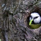 The Living Forest (565) : Blue Tit 