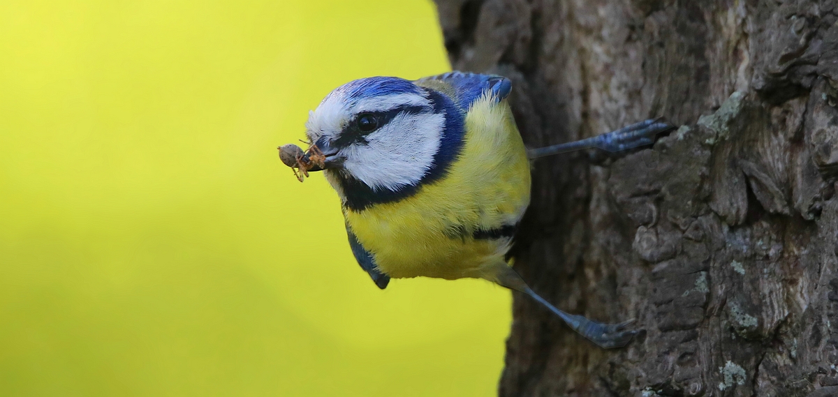 The Living Forest (566) : Blue Tit 