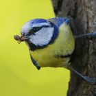 The Living Forest (566) : Blue Tit 