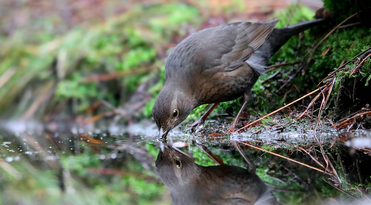 The Living Forest (567) : Blackbird