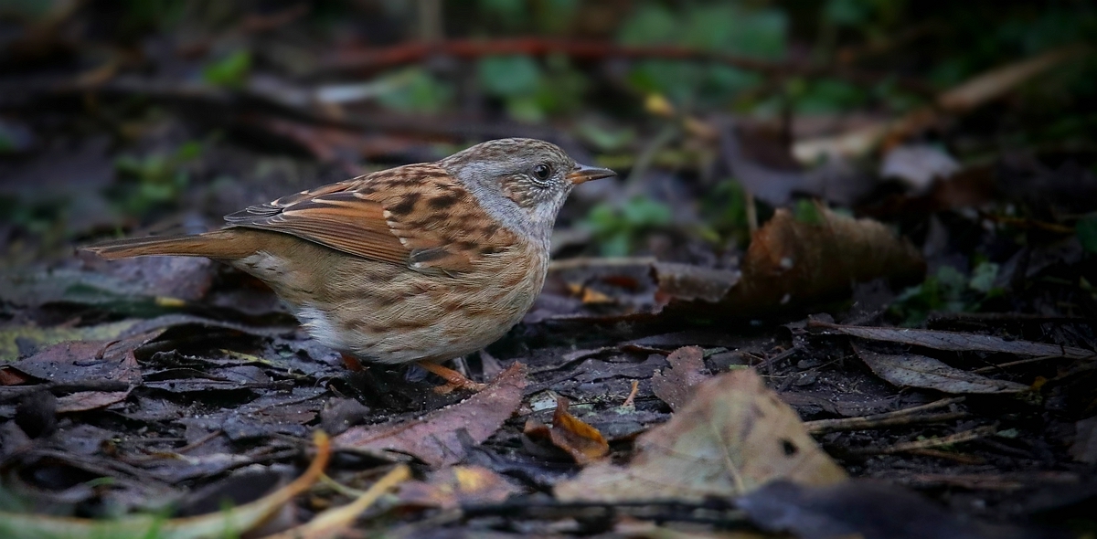 The Living Forest (569) : Dunnock