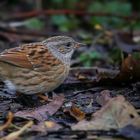 The Living Forest (569) : Dunnock