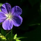 The Living Forest (57) : Meadow Cranesbill