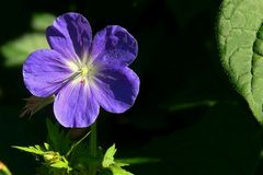 The Living Forest (57) : Meadow Cranesbill