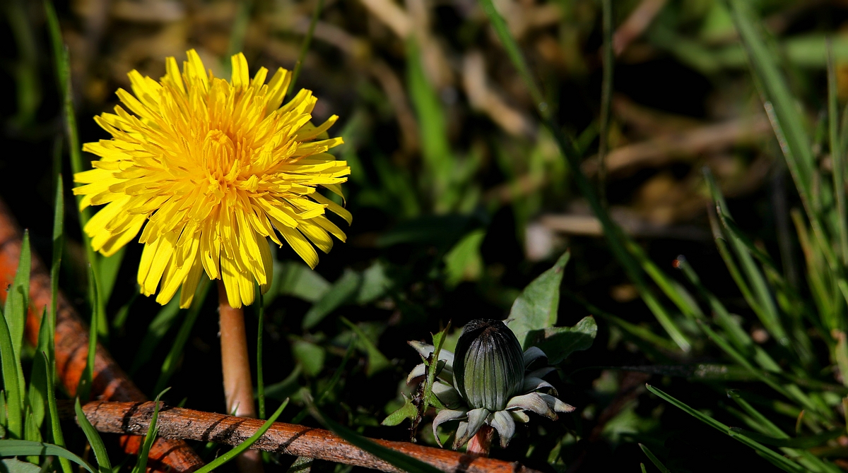 The Living Forest (571) : Dandelion