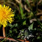 The Living Forest (571) : Dandelion