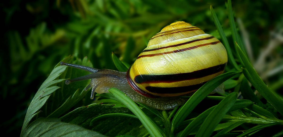 The Living Forest (572) : Grove Snail 