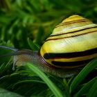 The Living Forest (572) : Grove Snail 