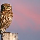 The Living Forest (573) : Little Owl 