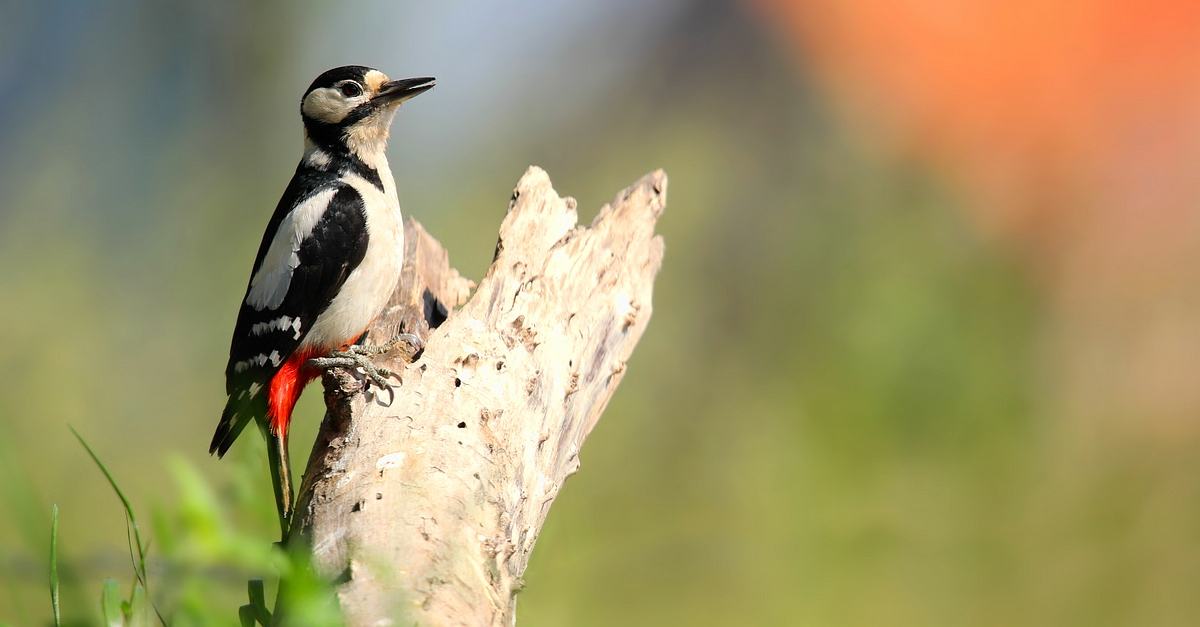 The Living Forest (574) : Great Spotted Woodpecker 