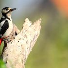 The Living Forest (574) : Great Spotted Woodpecker 