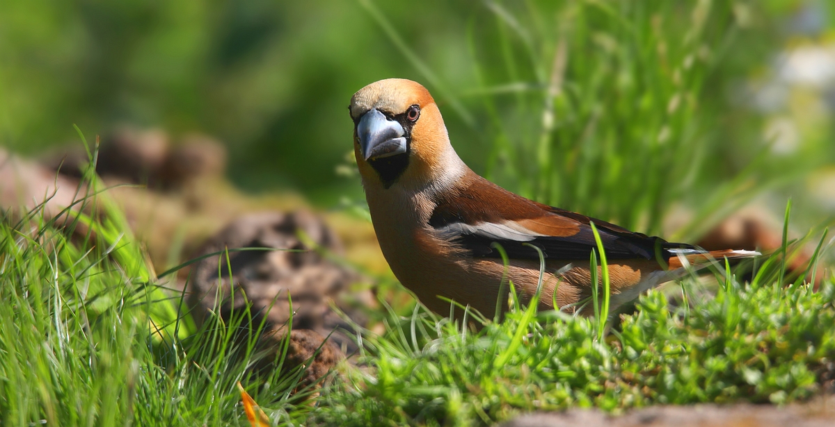 The Living Forest (575) : Hawfinch