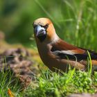 The Living Forest (575) : Hawfinch