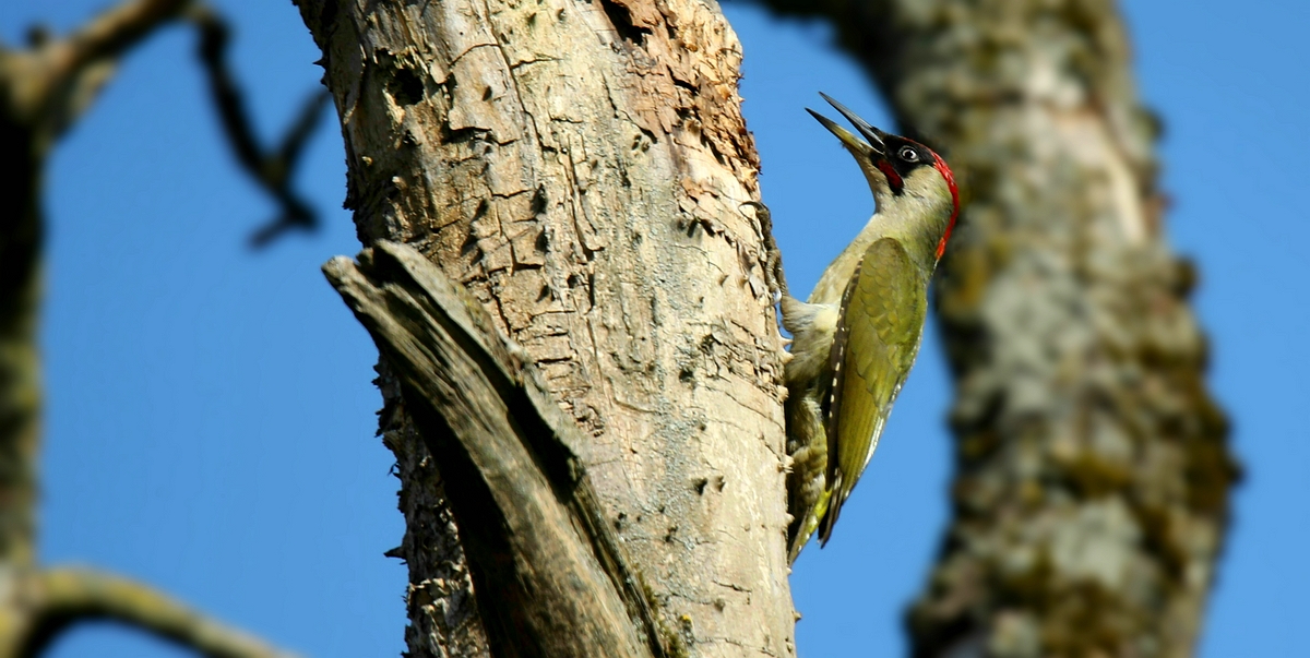 The Living Forest (576) : Green Woodpecker