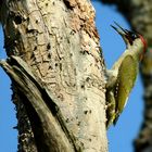 The Living Forest (576) : Green Woodpecker