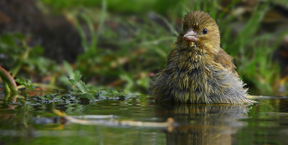 The Living Forest (577) : Greenfinch 