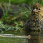 The Living Forest (577) : Greenfinch 