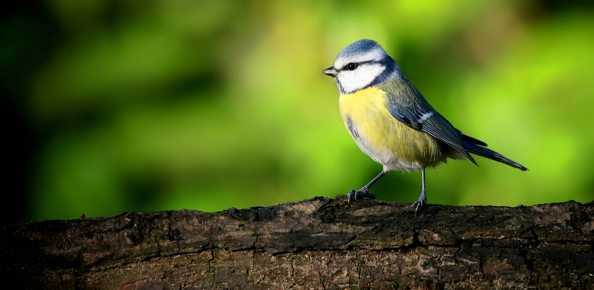 The Living Forest (578) : Blue Tit 