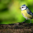 The Living Forest (578) : Blue Tit 