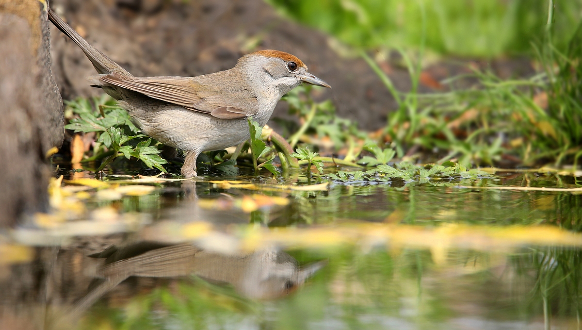 The Living Forest (579) : Blackcap 