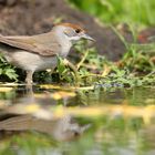 The Living Forest (579) : Blackcap 