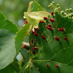 The Living Forest (58) : Lime Nail Galls