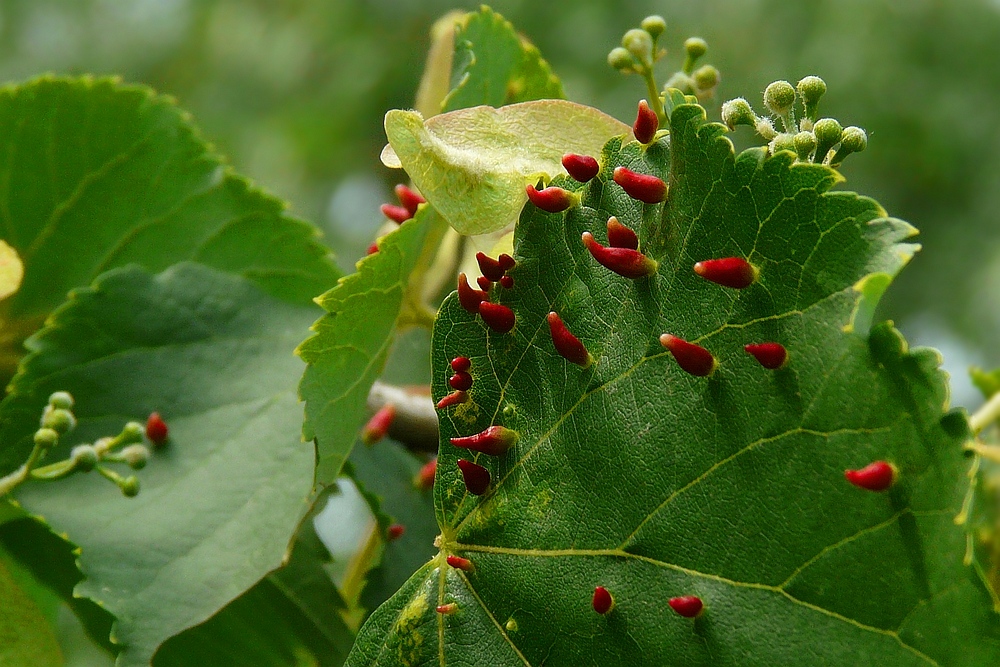 The Living Forest (58) : Lime Nail Galls