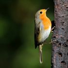 The Living Forest (580) : Robin 