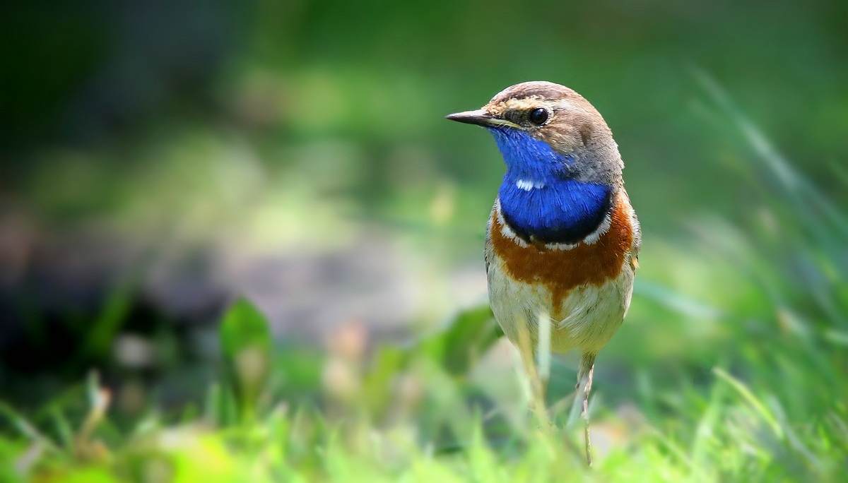 The Living Forest (581) : Bluethroat