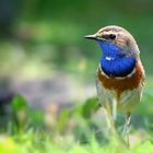 The Living Forest (581) : Bluethroat