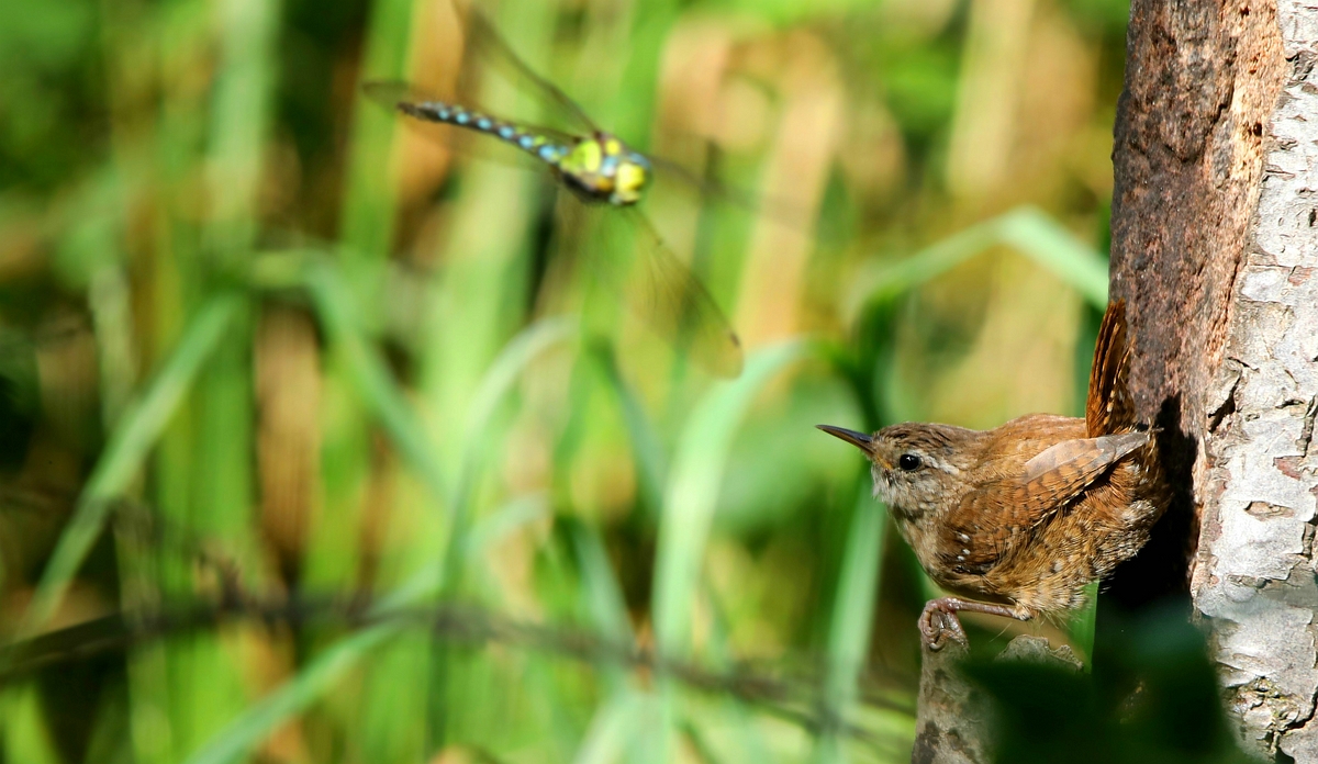 The Living Forest (582) : Wren & Southern Hawker