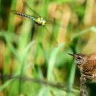 The Living Forest (582) : Wren & Southern Hawker