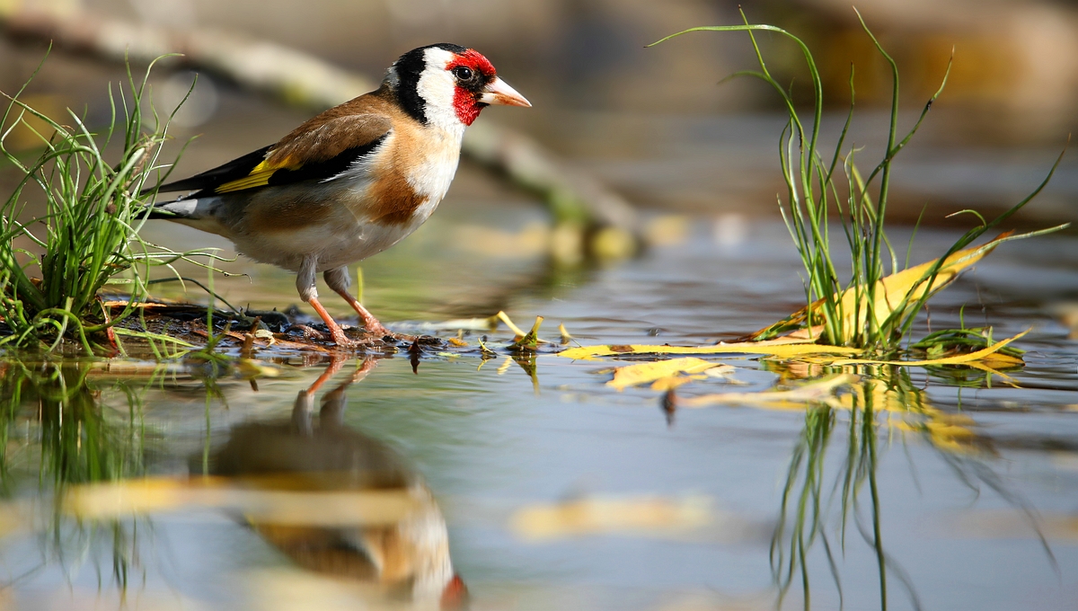 The Living Forest (583) : Goldfinch