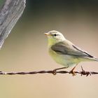 The Living Forest (584) : Willow Warbler