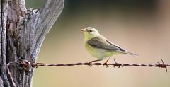 The Living Forest (584) : Willow Warbler