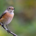 The Living Forest (585) : Common Redstart