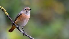 The Living Forest (585) : Common Redstart
