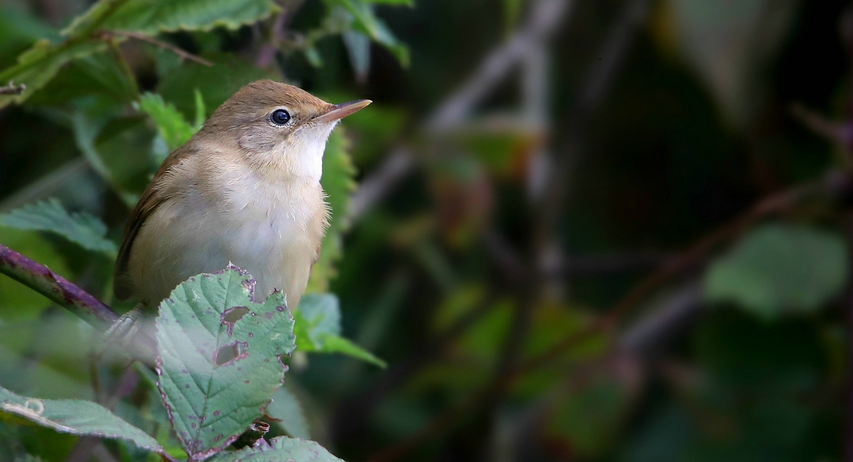 The Living Forest (587) : Reed Warbler