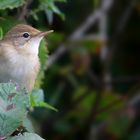 The Living Forest (587) : Reed Warbler