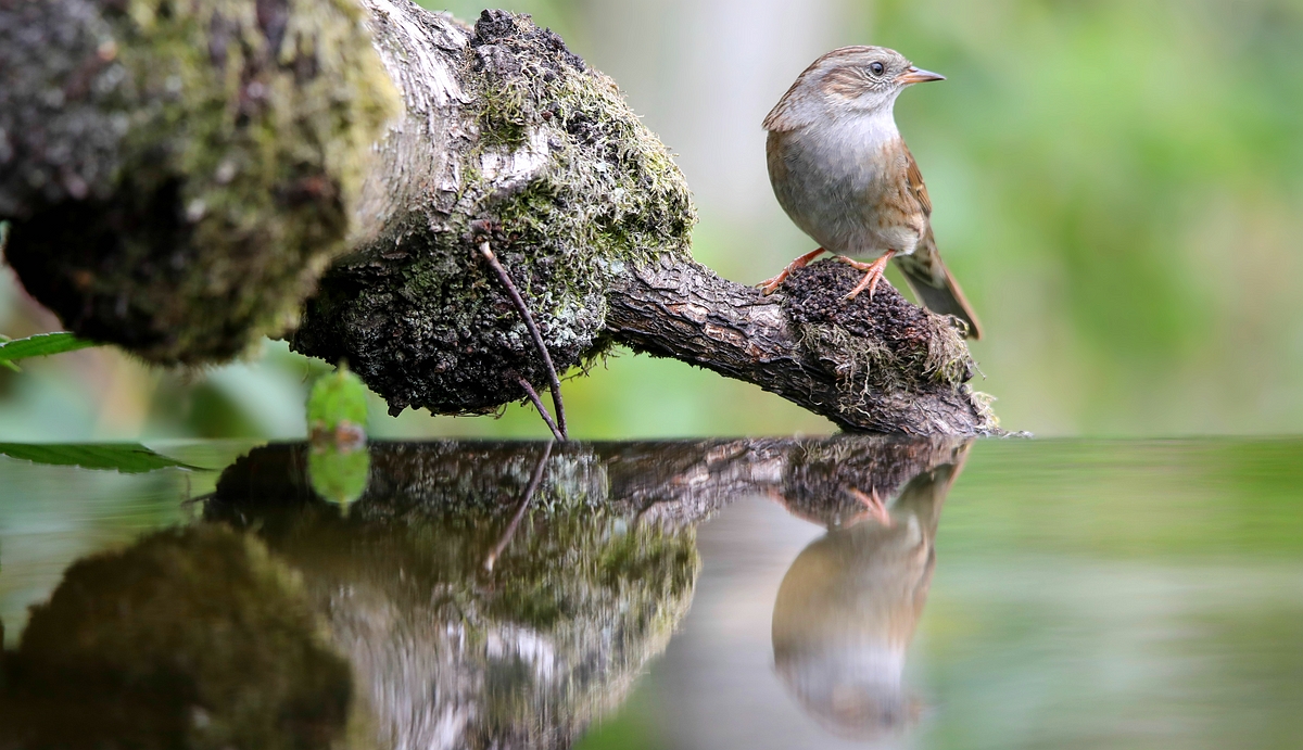 The Living Forest (588) : Dunnock