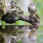 The Living Forest (588) : Dunnock