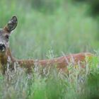 The Living Forest (589) : Roe deer