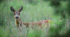 The Living Forest (589) : Roe deer