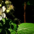 The Living Forest (59) : Blackberry blossom