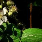 The Living Forest (59) : Blackberry blossom