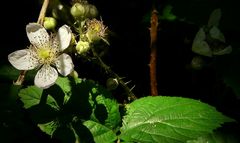 The Living Forest (59) : Blackberry blossom